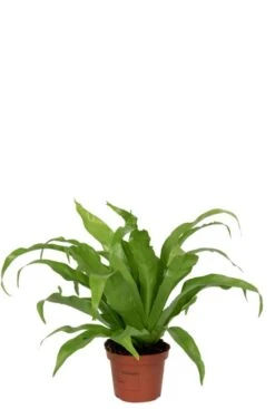 Asplenium Antiquum - Streepvaren
