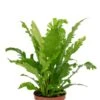 Asplenium Nidus Campio - Streepvaren 1 Asplenium Nidus Campio - Streepvaren -Groen Planten Shop asplenium nindus kamerplant