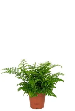 Asplenium Parvati - Streepvaren