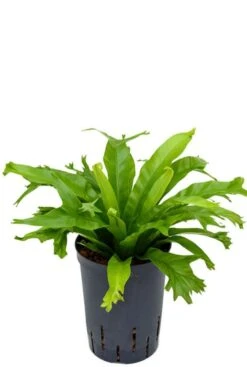 Asplenium Amy