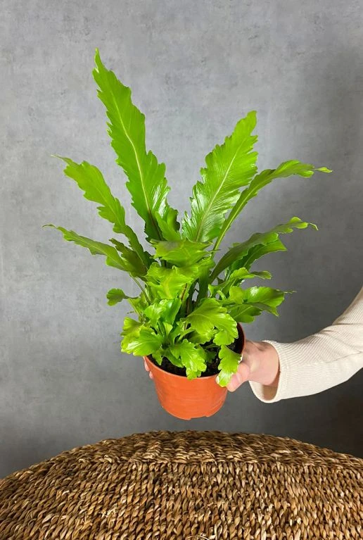 Asplenium Nidus Campio - Streepvaren 4 Asplenium Nidus Campio - Streepvaren - Afbeelding 2