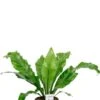 Asplenium Nidus - Streepvaren 2 Asplenium Nidus - Streepvaren -Groen Planten Shop asplenium nidus streepvaren