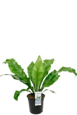 Asplenium Nidus - Streepvaren