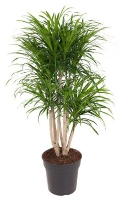 Dracaena Anita - Drakenbloedboom 9 Dracaena Anita - Drakenbloedboom -Groen Planten Shop b19f4a84 4f4d 47e6 8165 567cd99a7c00