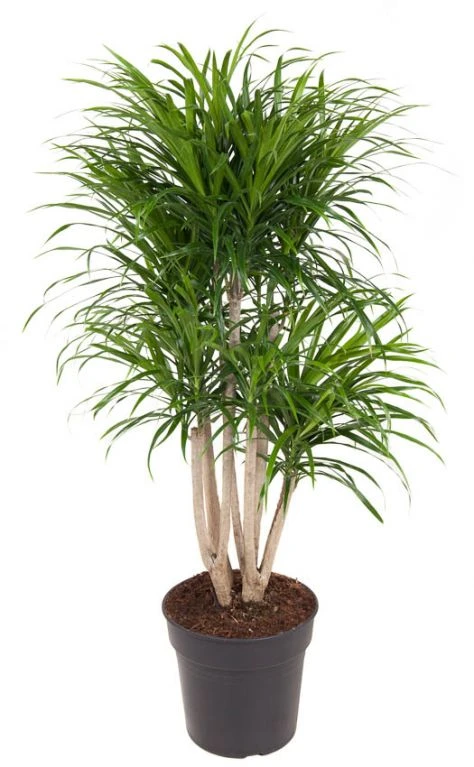 Dracaena Anita - Drakenbloedboom 6 Dracaena Anita - Drakenbloedboom - Afbeelding 4