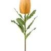 Banksia Bloem -Groen Planten Shop banksia kunstbloem