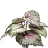 Begonia 2 Begonia -Groen Planten Shop begonia kunstplantje