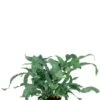 Phlebodium Blue Star - Zinkvaren 2 Phlebodium Blue Star - Zinkvaren -Groen Planten Shop blue star varen kamerplanten