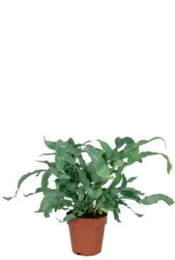 Phlebodium Blue Star - Zinkvaren