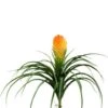 Bromelia Vriesia 1 Bromelia Vriesia -Groen Planten Shop bromelia vriesia kunstbloem 1