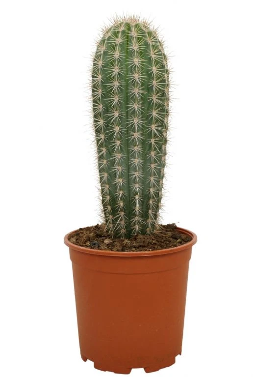 Groen Planten Shop 19 Groen Planten Shop -Groen Planten Shop cactus pachycereus pringlei klein