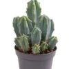 Myrtillocactus Geometrizans - Stekje 1 Myrtillocactus Geometrizans - Stekje -Groen Planten Shop cactus myrtillocactus geometrizans 1