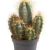 Pilosocereus Azureus - Stekje 1 Pilosocereus Azureus - Stekje -Groen Planten Shop cactus pilosocereus azureus