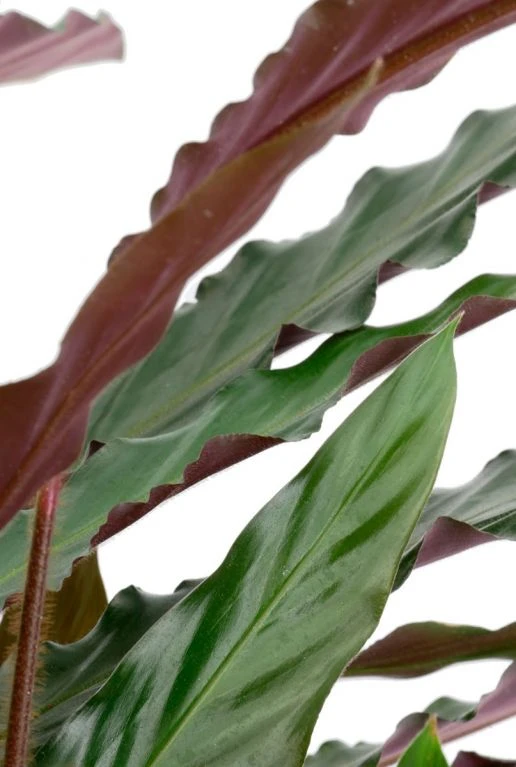 Calathea Rufibarba Wavestar - Pauwenplant 5 Calathea Rufibarba Wavestar - Pauwenplant - Afbeelding 3