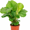 Calathea Orbifolia - Pauwenplant -Groen Planten Shop calathea orbifolia kamerplant
