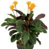 Calathea Crocata - Pauwenplant 2 Calathea Crocata - Pauwenplant -Groen Planten Shop calathea crocata