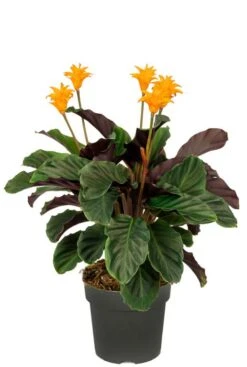 Calathea Crocata - Pauwenplant
