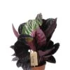 Calathea Dottie - Pauwenplant -Groen Planten Shop calathea dottie plant 1