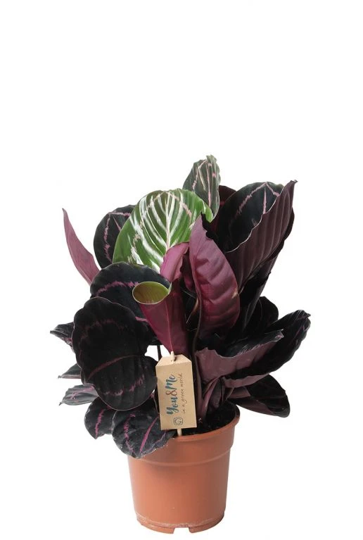 Calathea Dottie - Pauwenplant 3 Calathea Dottie - Pauwenplant