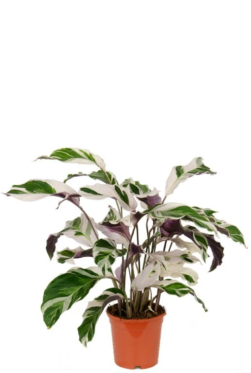 Calathea Fusion White - Pauwenplant 3 Calathea Fusion White - Pauwenplant