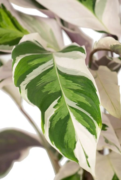 Calathea Fusion White - Pauwenplant 4 Calathea Fusion White - Pauwenplant - Afbeelding 2