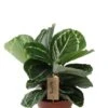 Calathea Julia - Pauwenplant 2 Calathea Julia - Pauwenplant -Groen Planten Shop calathea julia plant