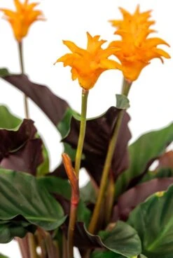 Calathea Crocata - Pauwenplant -Groen Planten Shop calathea oranje bloem