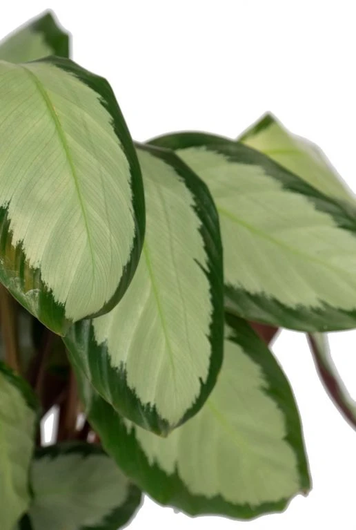 Calathea Picturata - Pauwenplant 4 Calathea Picturata - Pauwenplant - Afbeelding 2