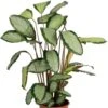 Calathea Picturata - Pauwenplant 1 Calathea Picturata - Pauwenplant -Groen Planten Shop calathea picturata planten
