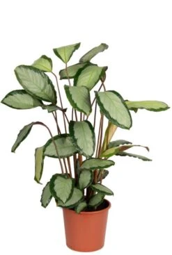 Calathea Picturata - Pauwenplant