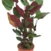 Calathea Pruinosa - Pauwenplant 1 Calathea Pruinosa - Pauwenplant -Groen Planten Shop calathea pruinosa