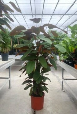 Calathea Pruinosa - Pauwenplant 5 Calathea Pruinosa - Pauwenplant -Groen Planten Shop calathea pruinosa plant