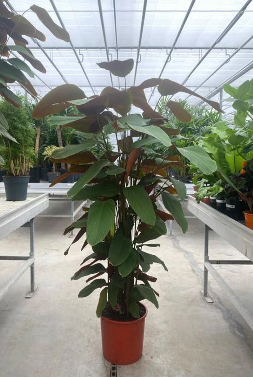 Calathea Pruinosa - Pauwenplant 4 Calathea Pruinosa - Pauwenplant - Afbeelding 2