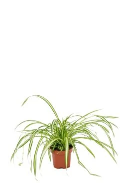 Chlorophytum Atlantic - Graslelie