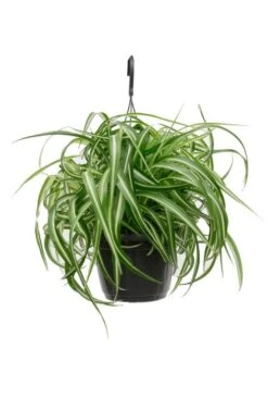 Chlorophytum Bonnie - Graslelie