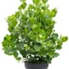 Clusia Rosea Princess - Varkensboom 1 Clusia Rosea Princess - Varkensboom -Groen Planten Shop clusia rosea