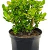 Crassula Ovata - Jadeplant 1 Crassula Ovata - Jadeplant -Groen Planten Shop crassula ovata 2
