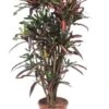 Croton Mammi - Wonderstruik 2 Croton Mammi - Wonderstruik -Groen Planten Shop croton mammi kleurige kamerplant