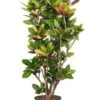 Croton Petra - Wonderstruik -Groen Planten Shop croton petra planten