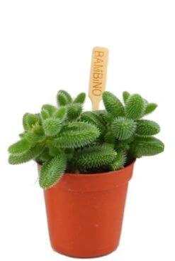 Delosperma Echinatum - Augurkenplantje