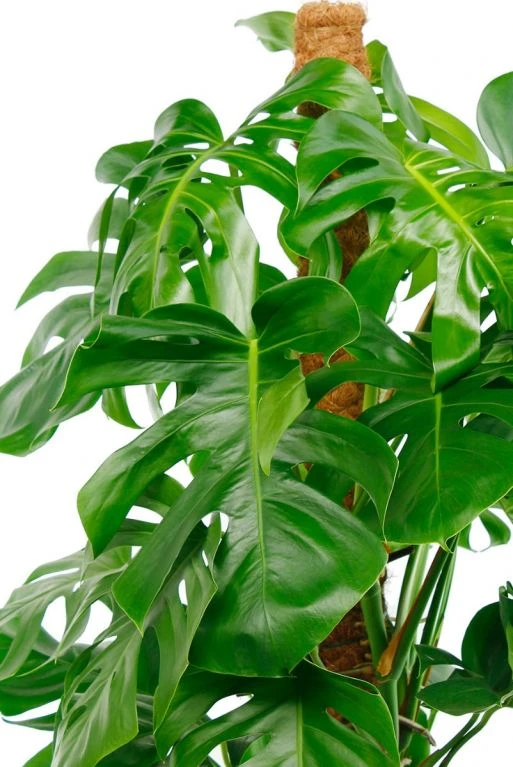 Philodendron Monstera - Gatenplant 4 Philodendron Monstera - Gatenplant - Afbeelding 2