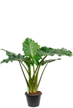 Alocasia Portadora - Olifantsoor