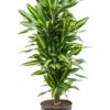 Dracaena Stedneri Cintho - Drakenbloedboom 2 Dracaena Stedneri Cintho - Drakenbloedboom -Groen Planten Shop dracaena stedneri cintho