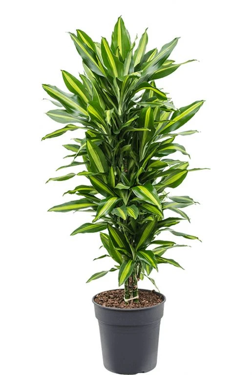 Dracaena Stedneri Cintho - Drakenbloedboom 3 Dracaena Stedneri Cintho - Drakenbloedboom