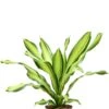 Dracaena Fragrans 'Charley' - Drakenbloedboom