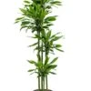 Dracaena Golden Coast - Drakenbloedboom -Groen Planten Shop dracaena golden coast 2