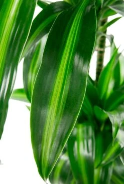 Dracaena Hawaiian Sunshine - Drakenbloedboom -Groen Planten Shop dracaena hawaiian sunshine blad 3