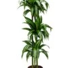 Dracaena Hawaiian Sunshine - Drakenbloedboom -Groen Planten Shop dracaena hawaiian sunshine kamerplant 1 1