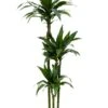Dracaena Janet Craig - Drakenbloedboom 2 Dracaena Janet Craig - Drakenbloedboom -Groen Planten Shop dracaena janet craig hydrocultuur plant