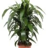 Fragrans Janet Craig - Drakenbloedboom 1 Fragrans Janet Craig - Drakenbloedboom -Groen Planten Shop dracaena janet craig plant 5